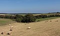 près Vogelsang, panorama avec des foins