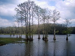 Caddo Lake in Osttexas