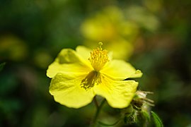 Fleur hélianthéme jaune.jpg