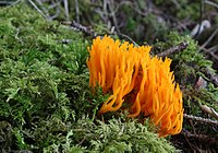 Calocera viscosa