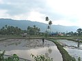 Cánh đồng Paddy ở Langkawi