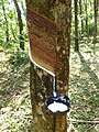 Image 41Latex collecting from a rubber tree (Hevea brasiliensis) (from Tree)