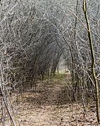 Túnel natural, Hartelholz, Múnich, Alemania, 2016-04-03, DD 05