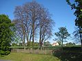 Jüdischer Friedhof Werl-Büderich