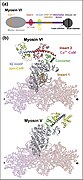 Myosin VI structure.jpg