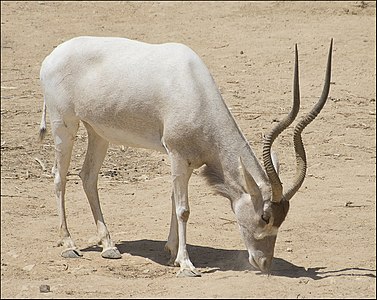 Addax nasomaculatus