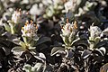 Antennaria rosulata