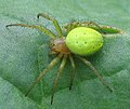 Araniella cucurbitina