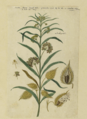 Gomphocarpus fruticosus, botanische tekening door Robert Jacob Gordon