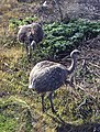 Nandou de Darwin (Rhea pennata) au Río Serrano.