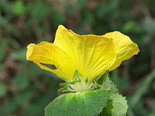 A close-up photo of a bright yellow flower with big leafy petals. The actual leafs are just below the flower and have a noticable fuzzy texture, within normal limits.