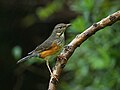 Grey-backed thrush