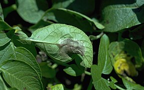 Chromalveolata - Oomycetes, espèce Phytophthora infestans (donne un mildiou)