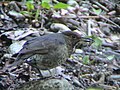 Long-billed thrush