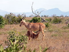 Damaliscus/Beatragus hunteri (hirola)