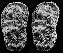 Un par estéreo de MEV de microfósiles dun tamaño de menos de 1 mm (Ostracoda) producido por inclinación ao longo dun eixe lonxitudinal.