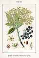 Sambucus nigra vol. 12 - plate 42 in: Jacob Sturm: Deutschlands Flora in Abbildungen (1796)