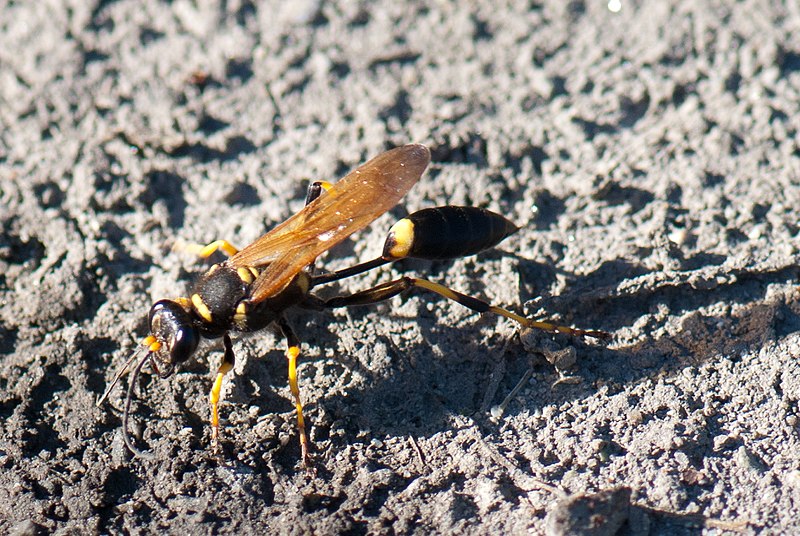 File:Skinny wasp (6259944288).jpg