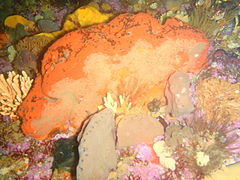 There are lots of these orange sponges on the pinnacle ridge