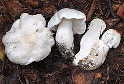 Tuviheinik Tricholoma columbetta