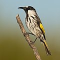 52 White-cheeked Honeyeater - Maddens Plains uploaded by User:JJ Harrison, nominated by Ivar,  19,  1,  0