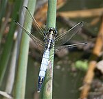 Orthetrum albistylum – Oberseite