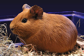 Spoansche ratte (Cavia porcellus)