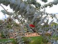 Eucalyptus rhodantha