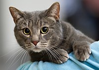 A silver/grey tabby