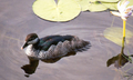 Green pigmy goose