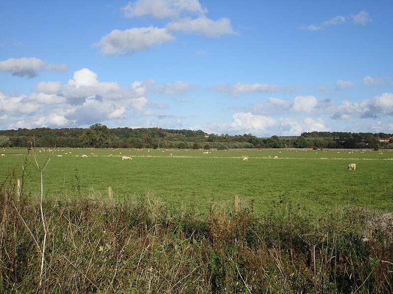 File:Lea Marsh - geograph.org.uk - 5156995.jpg