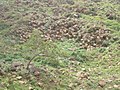 Hexagonal outcrop of Ashangi basalts.