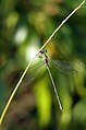 Weidenjungfer (Chalcolestes viridis)