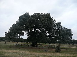 Zarza de Montánchez - Sœmeanza