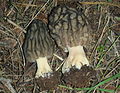 Morchella tridentina