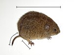 لاتینجه: Microtus arvalis چؤل سیچانی