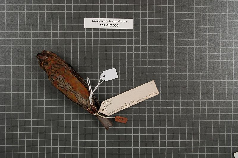 File:Naturalis Biodiversity Center - RMNH.AVES.160045 2 - Loxia curvirostra curvirostra Linnaeus, 1758 - Fringillidae - bird skin specimen.jpeg