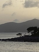 BVI-mangrove.jpg