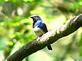 Blue-and-white flycatcher