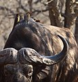 * Nomination Cape buffalo (Syncerus caffer) and red-billed oxpecker (Buphagus erythrorhynchus); Manyoni Private Game Reserve, KwaZulu-Natal, South Africa. --Alandmanson 11:58, 3 May 2017 (UTC) * Decline birds are not in focus. Charlesjsharp 12:38, 3 May 2017 (UTC)