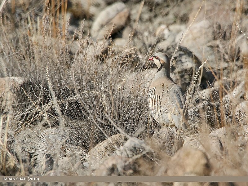 File:Chukar Partridge (Alectoris chukar) (40921436733).jpg