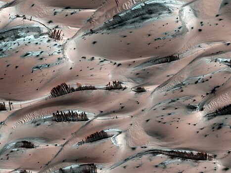 Lorsqu'elles prennent naissance sur la crête des dunes martiennes, les traînées noires donnent l'illusion, à faible résolution, de rangées d'arbres éparses au milieu de buissons. La région photographiée ici montre des traînées noires s'écoulant vers le haut de l'image, parmi des points noirs (voir paragraphe précédent) ; elle se trouve au nord d'Utopia Planitia, en lisière de la calotte polaire boréale[159], par 83,5° N et 118,6° E. Le sol paraît rosé et localement blanc en raison d'une couche de givre de dioxyde de carbone. La définition de cette image permet d'observer des détails de 25 cm au premier plan.