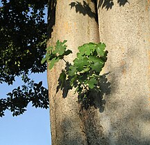 Higuera sobre Zelkova