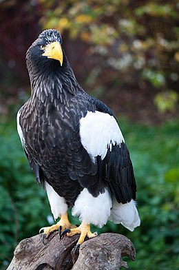 Baltapetis jūrinis erelis (Haliaeetus pelagicus)