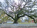 The Hammond Oak in Hammond, La. Le chêne de Hammond à Hammond, en Louisiane.