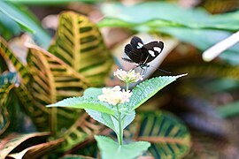 A butterfly on one of the many flowering plants at the zoo