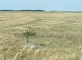 Puszta-Landschaft bei der Langen Lacke