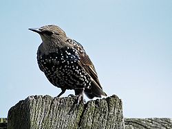 Ungur stari (sturnus vulgaris)