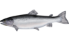 Atlantic salmon