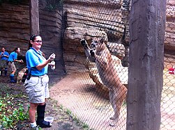 Shasta VI, the mascot of the University of Houston, with a Houston Zoo trainer